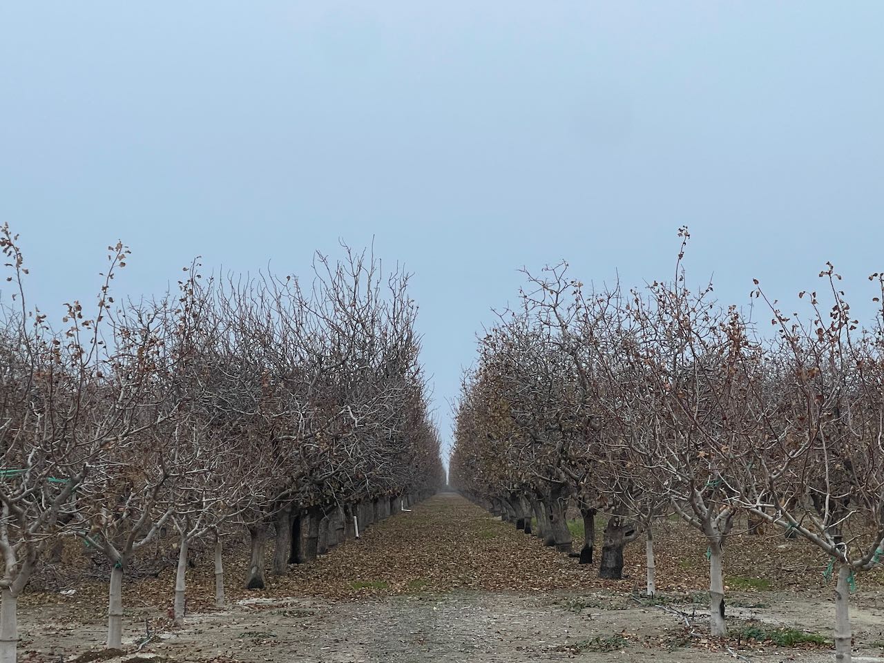 Almond Tree Rows